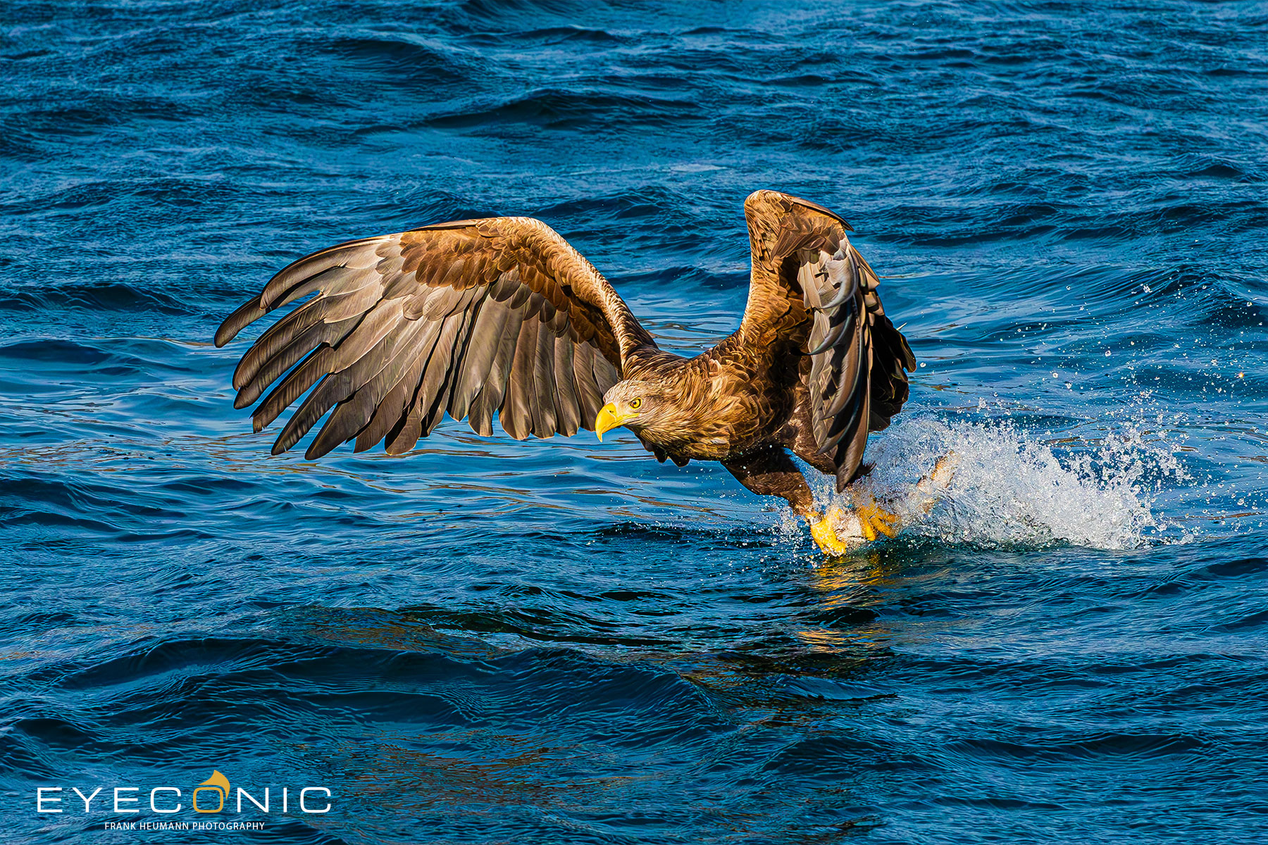 Seeadler auf der Isle of Skye