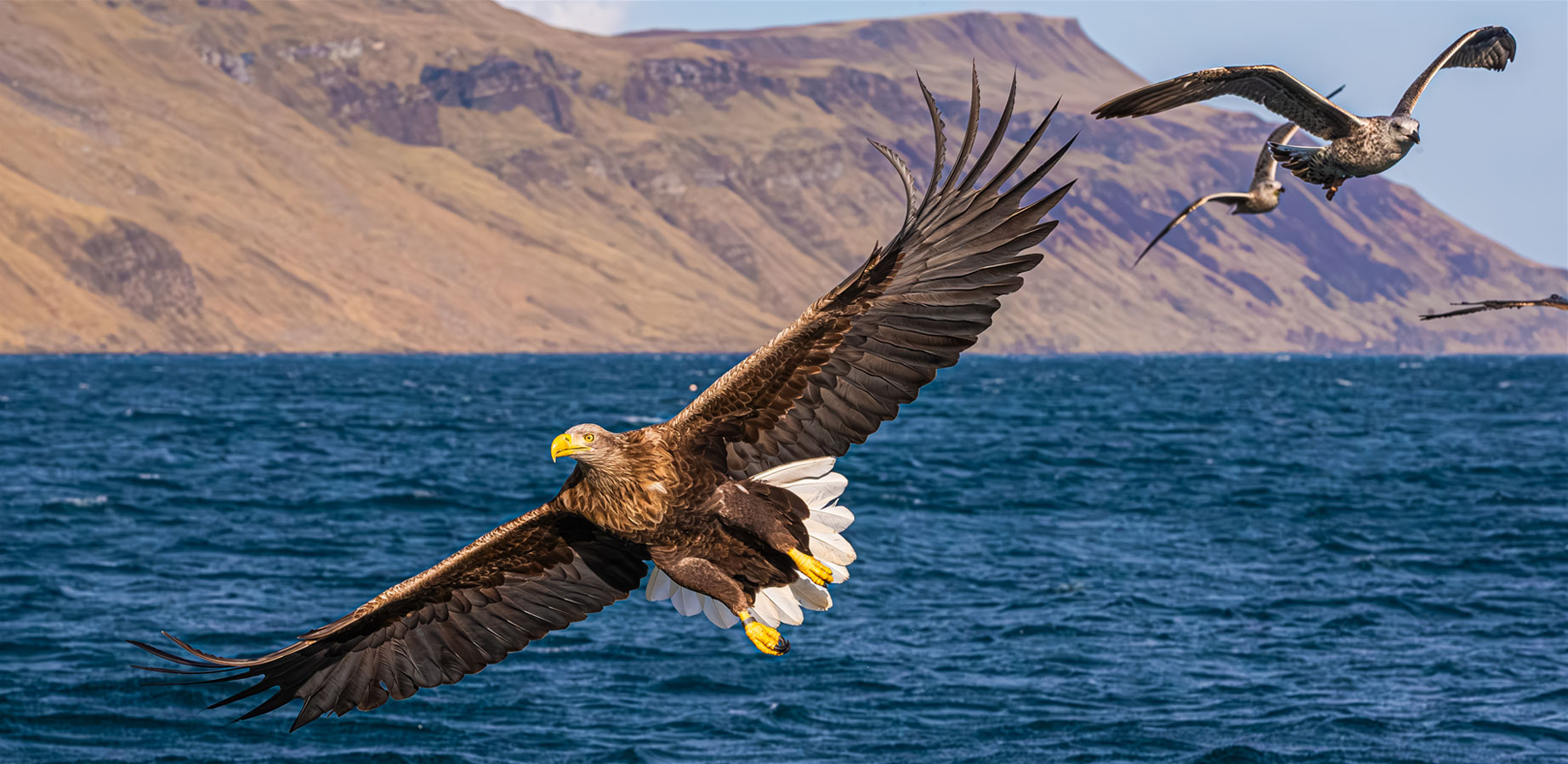 Die Wiederansiedlung des white-tailed sea-eagle auf der Isle of Rum